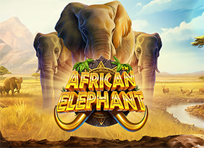 African Elephant
