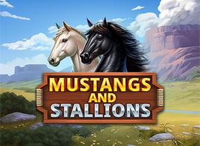 Mustangs And Stallions